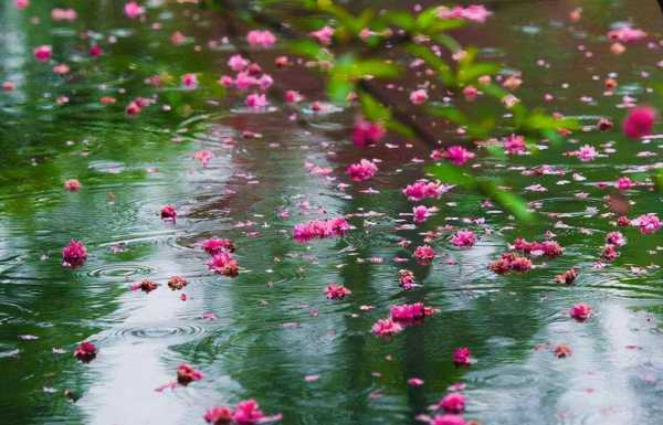 雨前初见花间