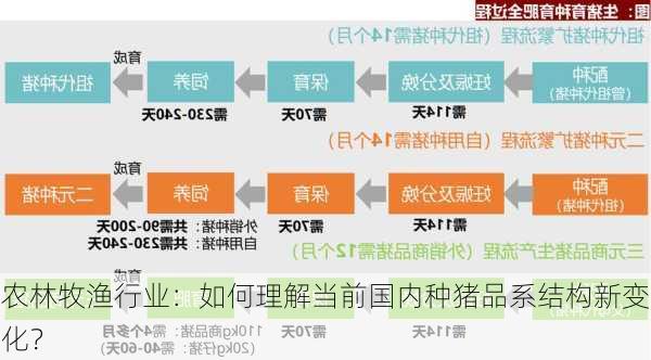 农林牧渔行业：如何理解当前国内种猪品系结构新变化？