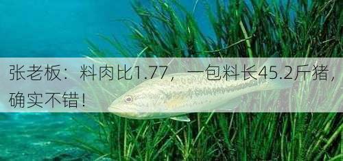 张老板：料肉比1.77，一包料长45.2斤猪，确实不错！