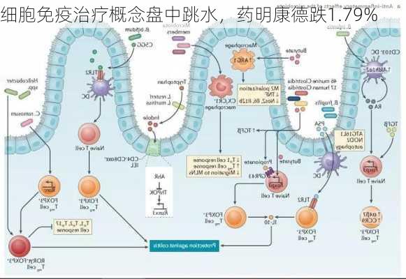 细胞免疫治疗概念盘中跳水，药明康德跌1.79%