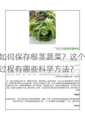 如何保存根茎蔬菜？这个过程有哪些科学方法？