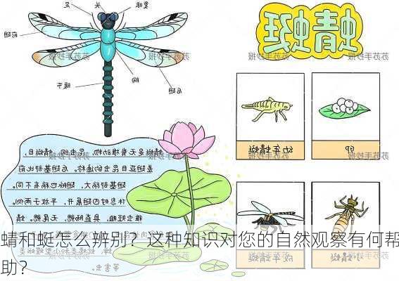 蜻和蜓怎么辨别？这种知识对您的自然观察有何帮助？