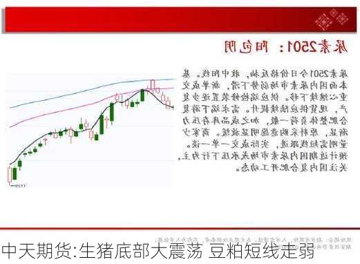 中天期货:生猪底部大震荡 豆粕短线走弱