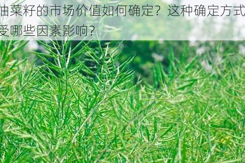 油菜籽的市场价值如何确定？这种确定方式受哪些因素影响？